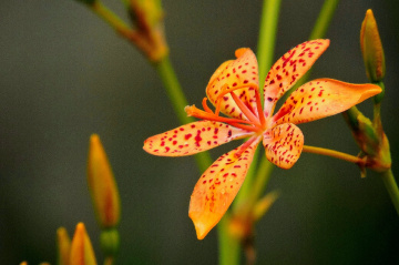 Wild Orchid 