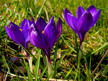 BLÜTEN