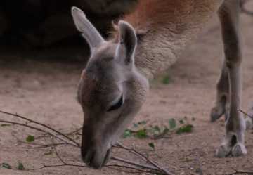 Lama moment ....