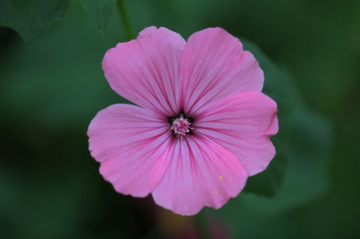 Pink...