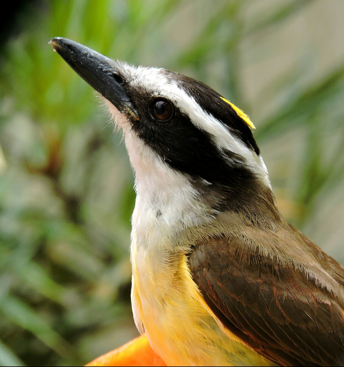 Great Kiskadee