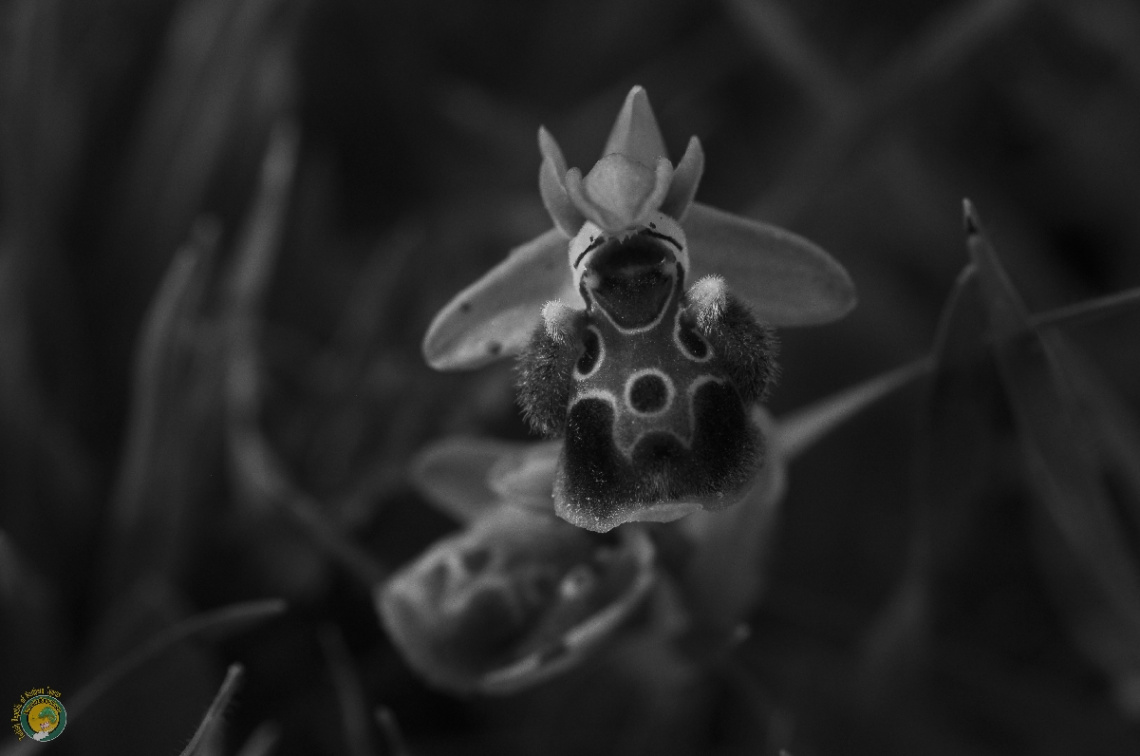Ophrys flavomarginata