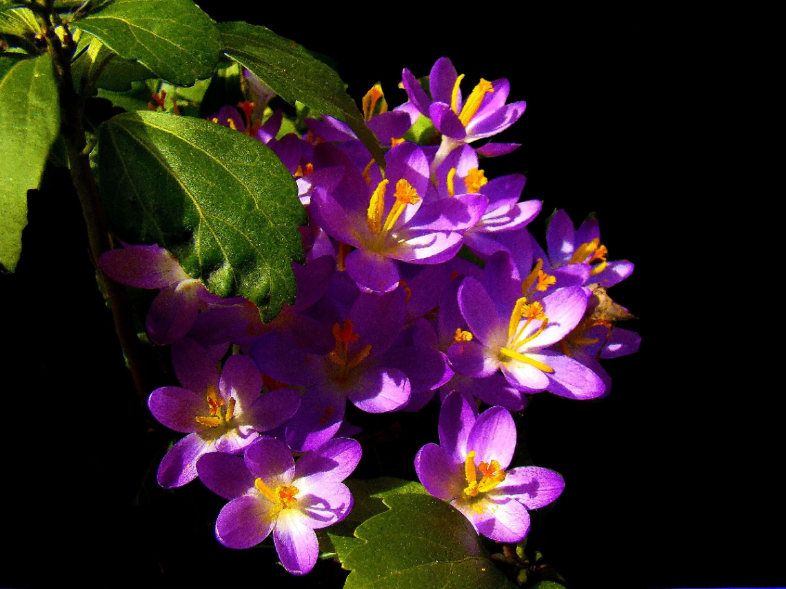 BLÜTEN