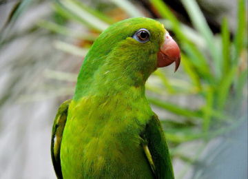 Plain Parakeet