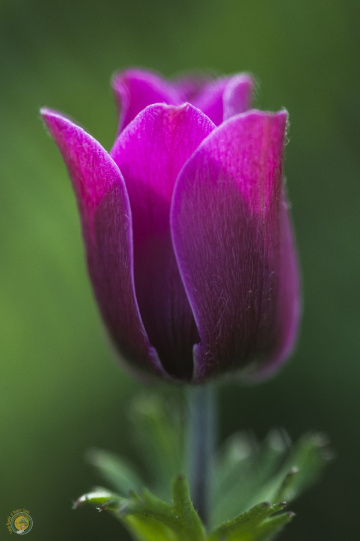Anemone Coronaria 