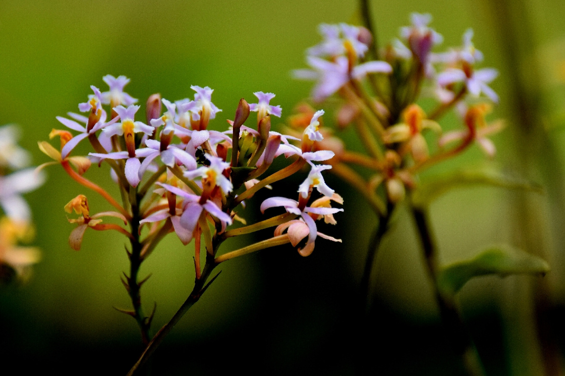 Mini Orchids