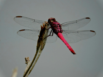 Red Dragonfly 
