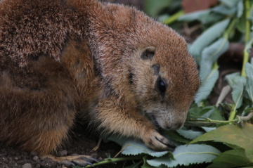 Little Chap