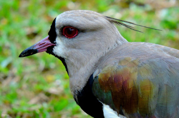 Quero-quero (Vanellus chilensis) 
