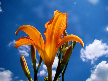 BLÜTE