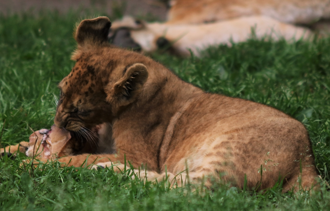 Little Lion Moment