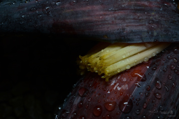 after the rain