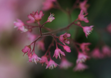 Pink...