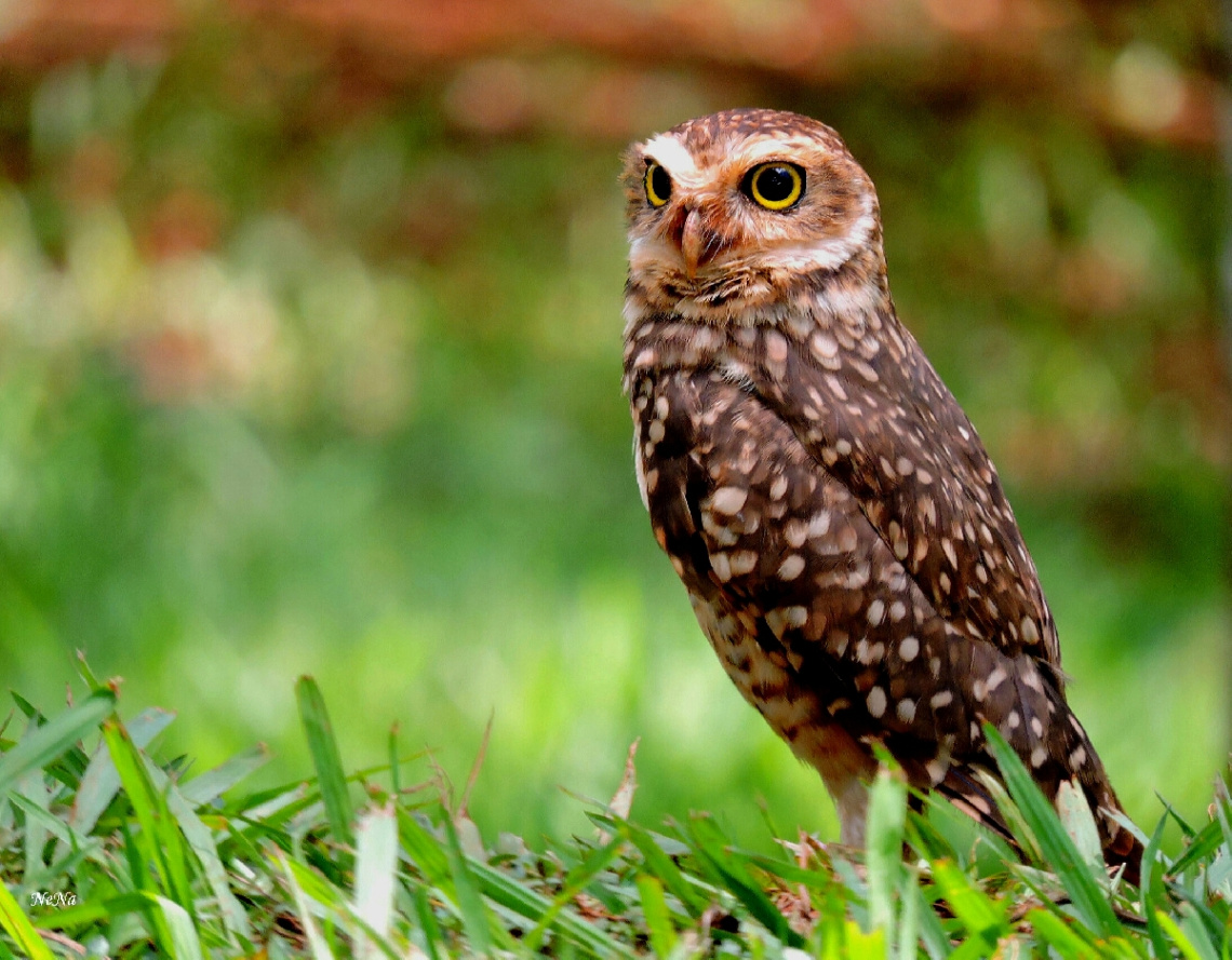 Burrowing Owl