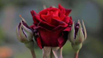 Red...