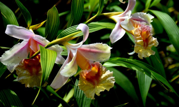 Orchids 