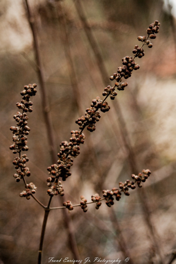 Brown Beauties