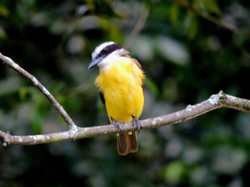 Great Kiskadee