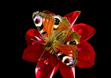 SCHMETTERLING