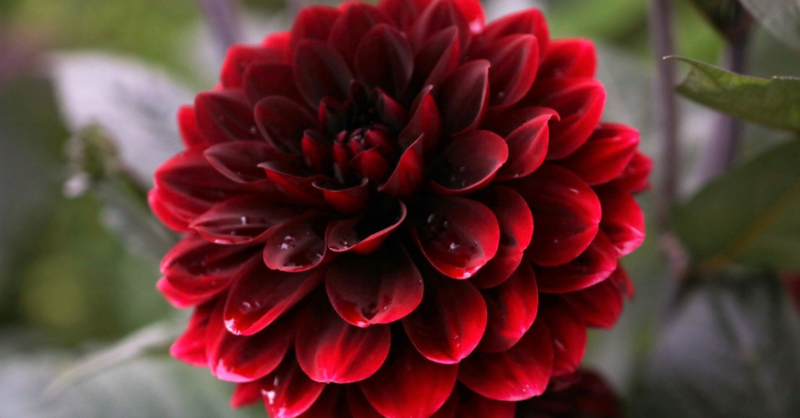 Red...