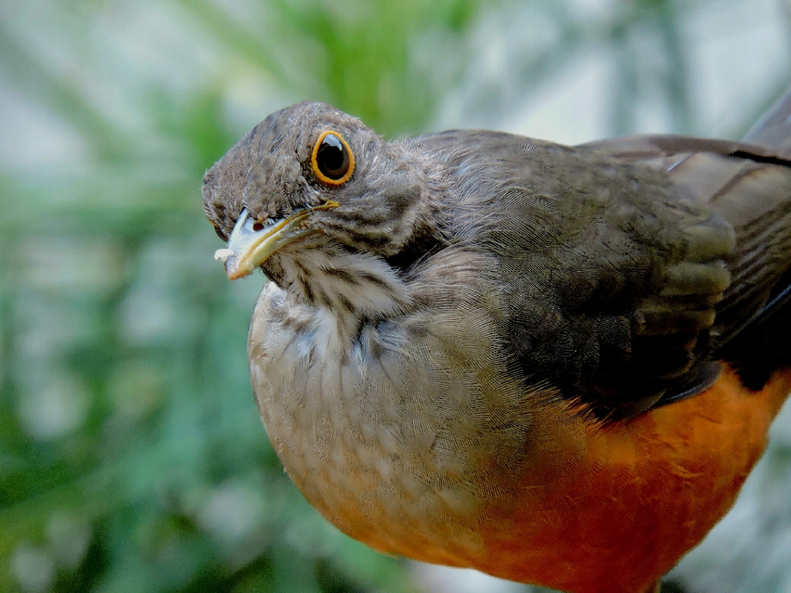 Turdus rufiventris 