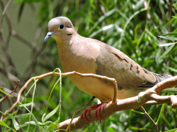 Zenaida auriculata