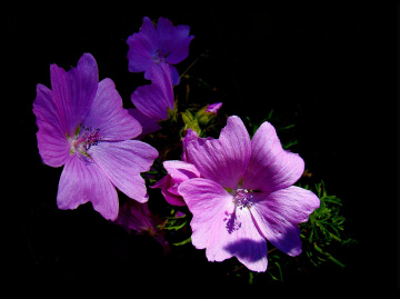 BLÜTEN
