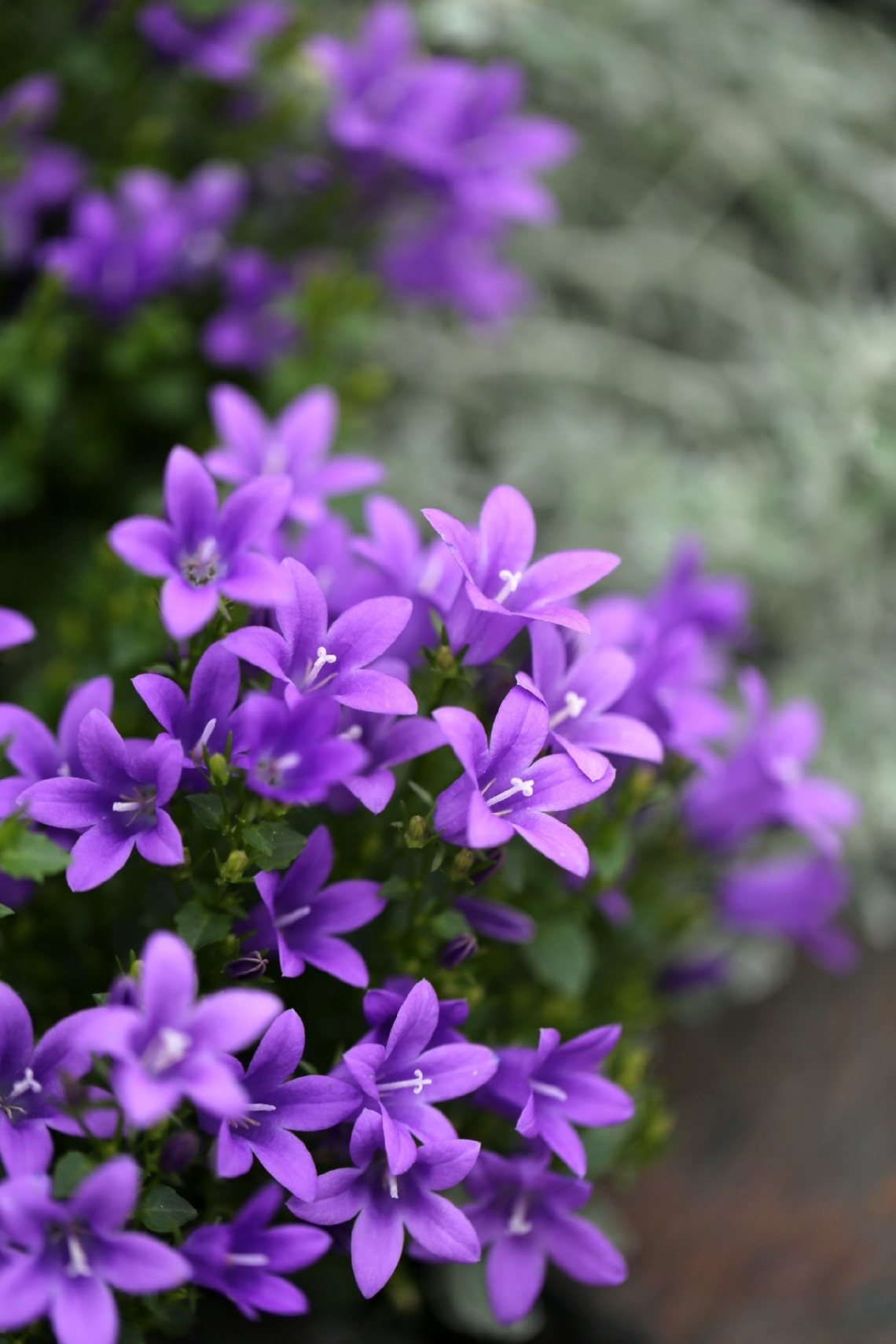 purples
