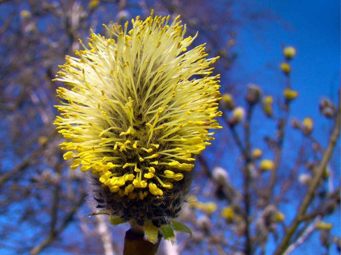 FRÜHLING