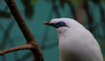 Blue and White
