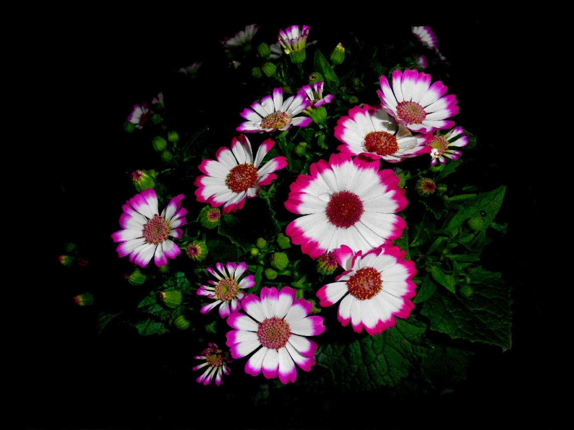 BLÜTEN