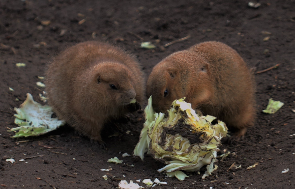 Dinner For Two
