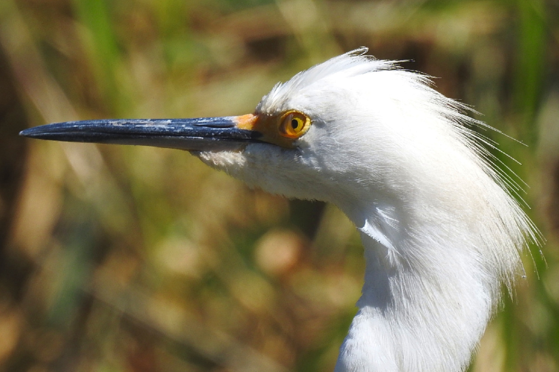 Great Egret