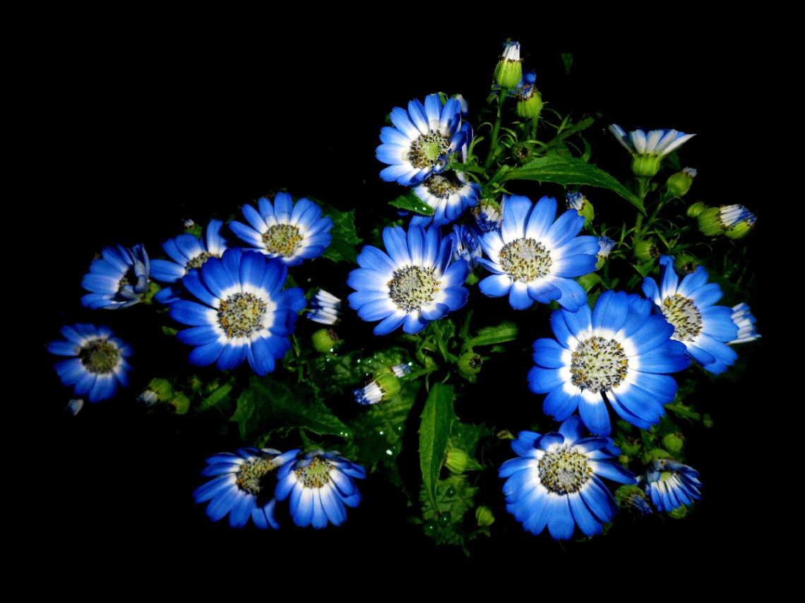 BLÜTEN