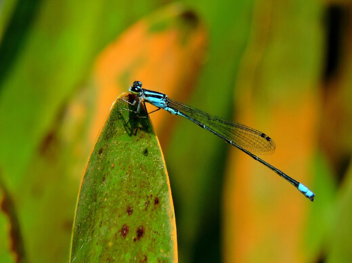 Mini Dragonfly 