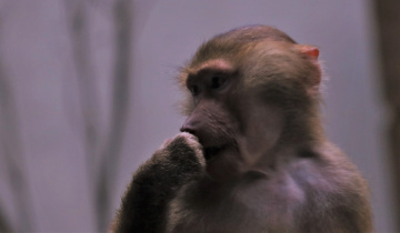 Wondering....