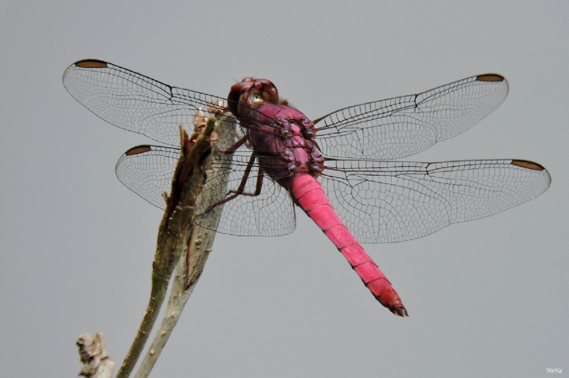 Wings Details