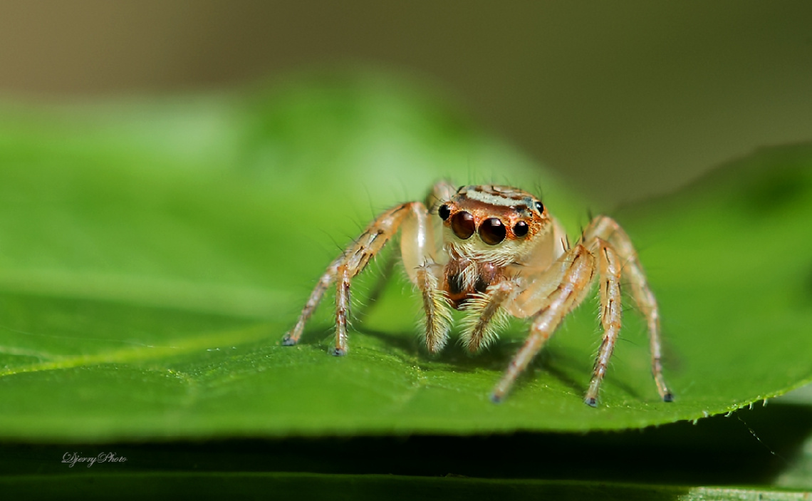 Jumping Spider