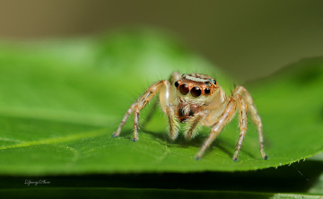Jumping Spider