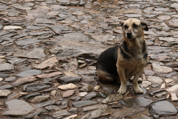 Dost bir bakış