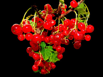 BEEREN