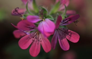 Pink....