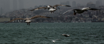 İstanbul Kanatlarımızın Altında