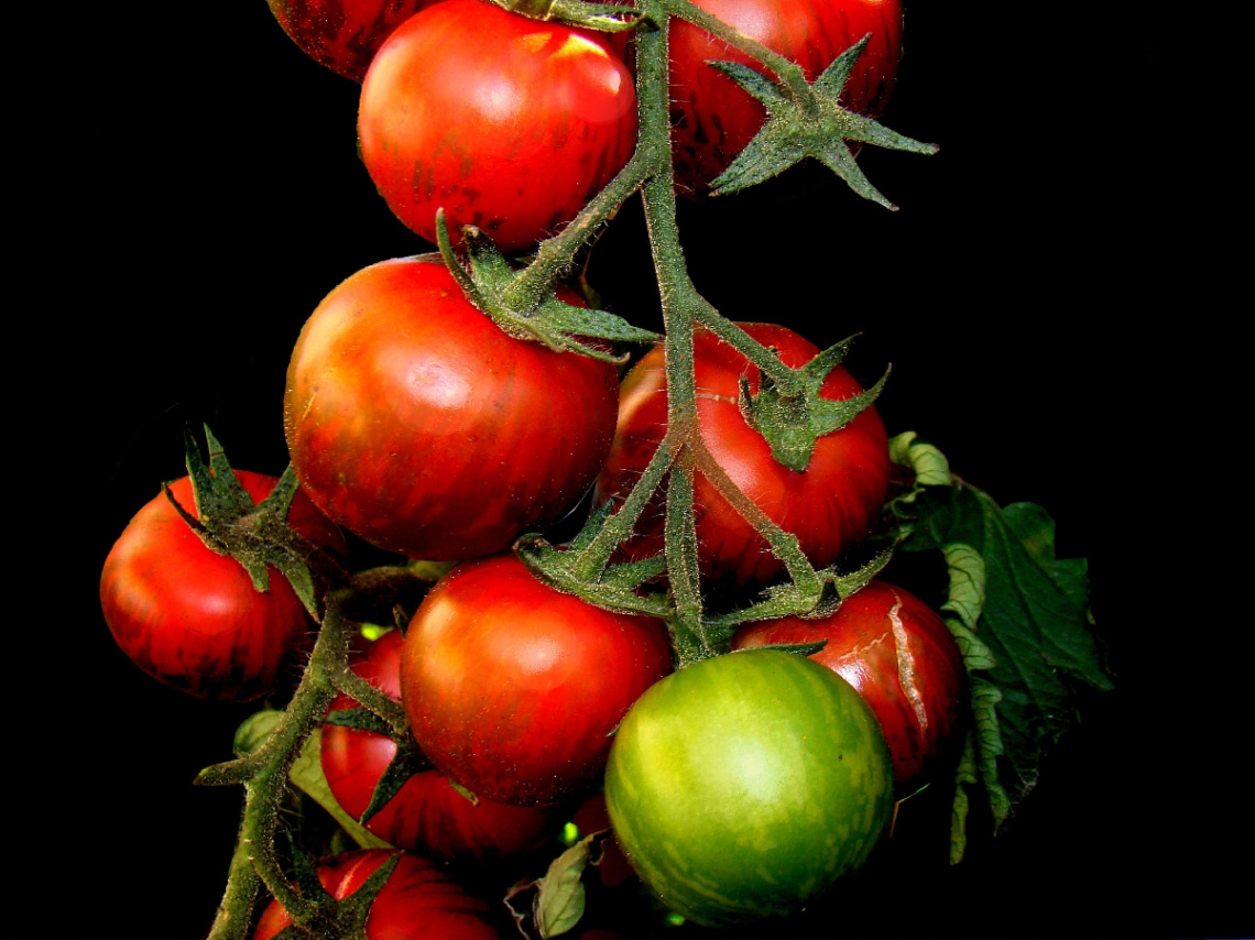 TOMATEN
