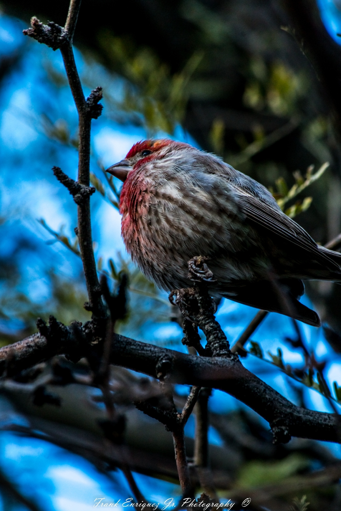 House Finch