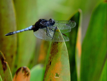 Blue Dragonfly 
