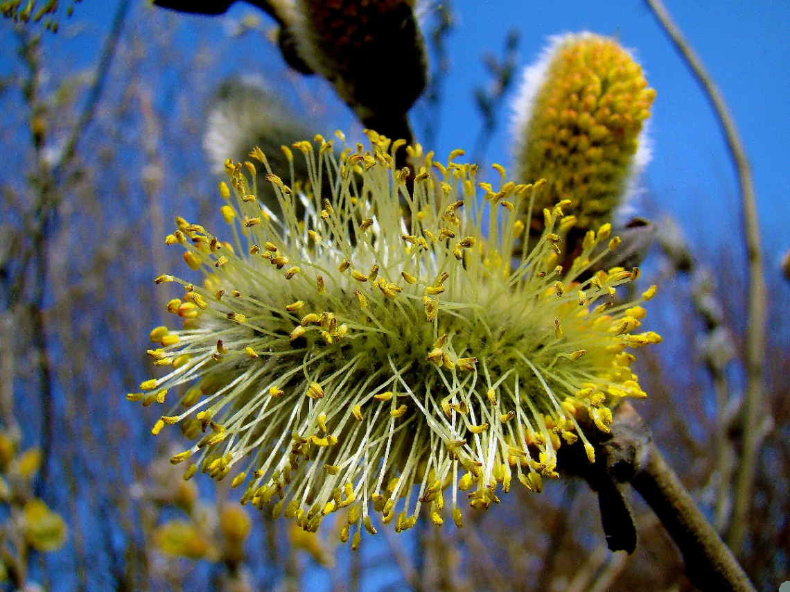 FRÜHLING