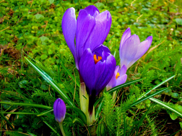 BLÜTEN