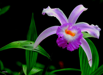 Orchid 
