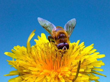 BLÜTE